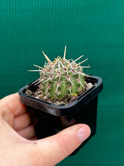 Notocactus submamulosus NEW