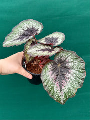 Begonia ‘Her Majesty’