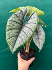 Alocasia bisma (silver)