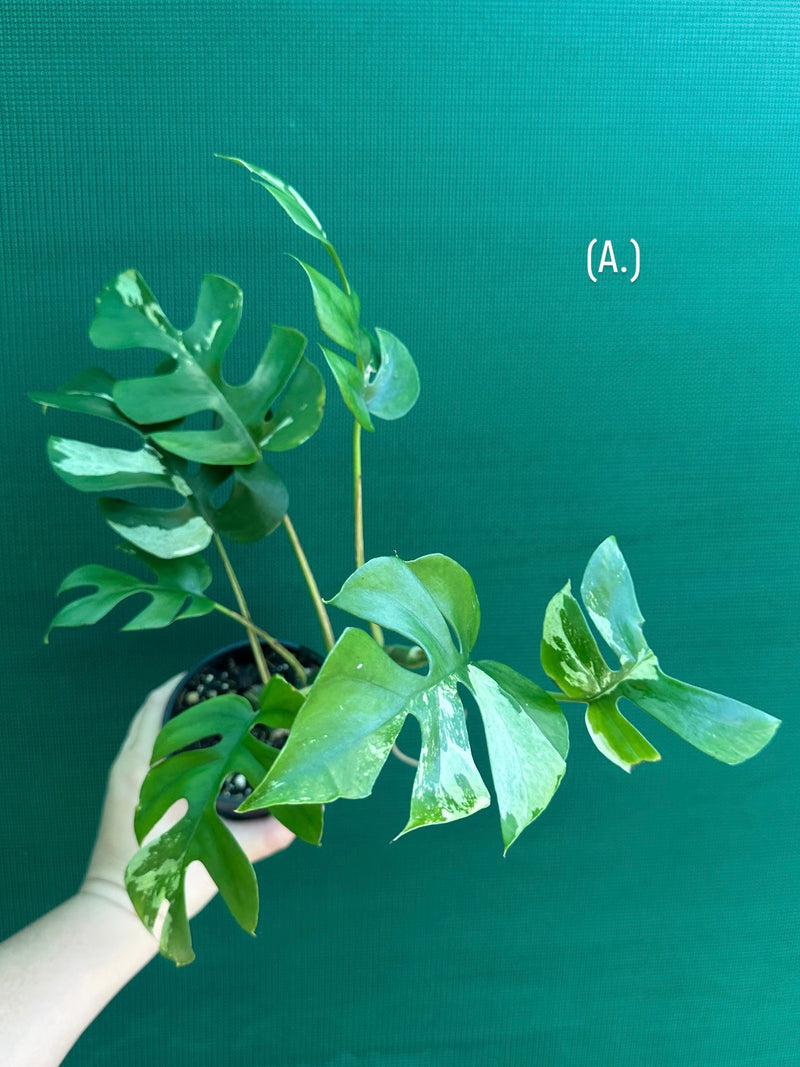 Rhaphidophora Tetrasperma Variegated
