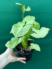 Syngonium 'Silver Pearl'