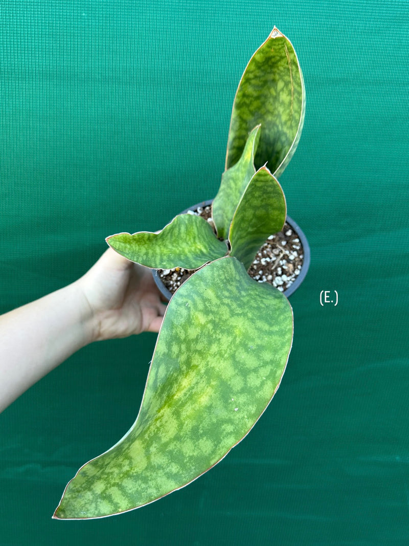 Sansevieria Masoniana ‘Mason’s Congo Paddle’ NEW