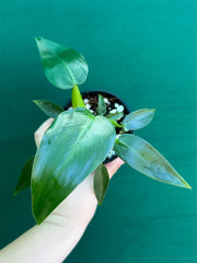 Philodendron ‘Martianum’ NEW
