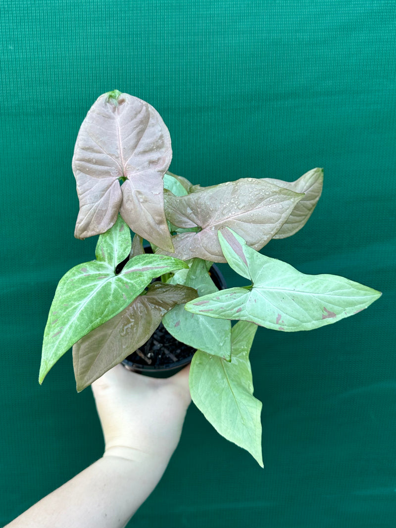 Syngonium 'Salmon Pink'