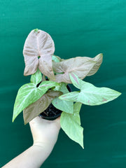 Syngonium 'Salmon Pink'