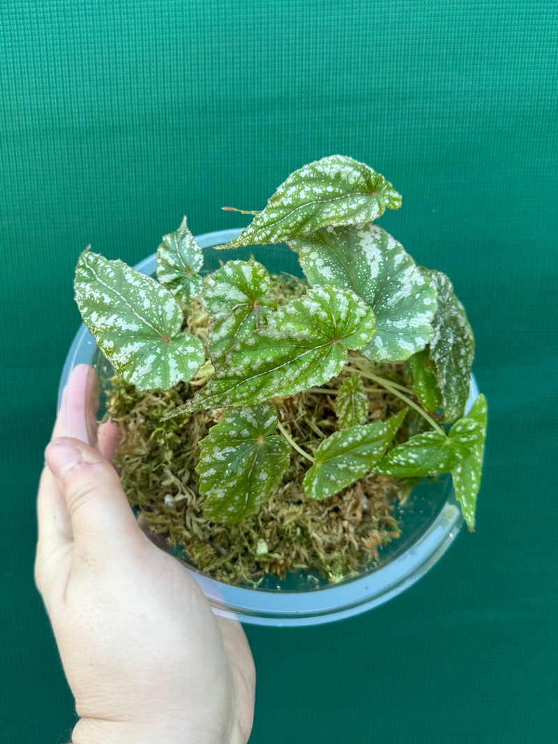 Begonia lukuana NEW