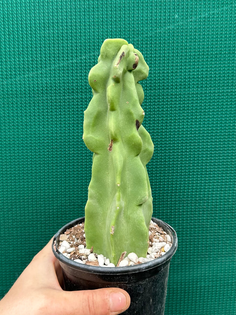 Pachycereus Schottii F. Monstrosus