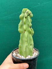 Pachycereus Schottii F. Monstrosus
