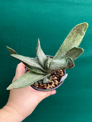 Gasteria nigricans var. marmorata f. variegata