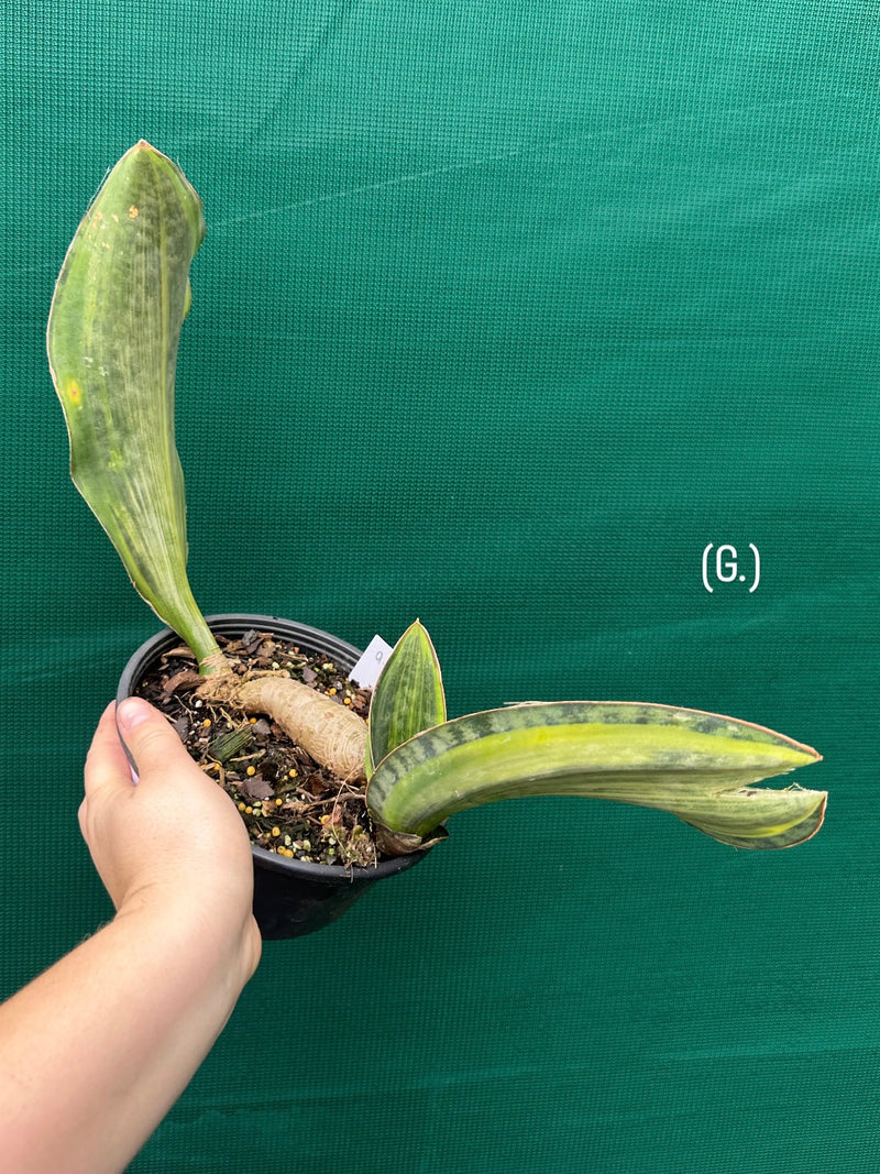 masoniana variegata NEW
