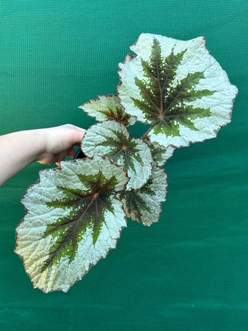 Begonia ‘Silver Anniversary’