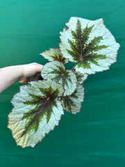 Begonia ‘Silver Anniversary’
