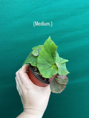 Begonia ‘Elsie Zilm’ NEW