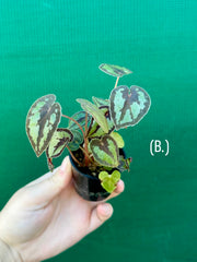 Begonia Dinhdui