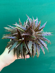 Dyckia