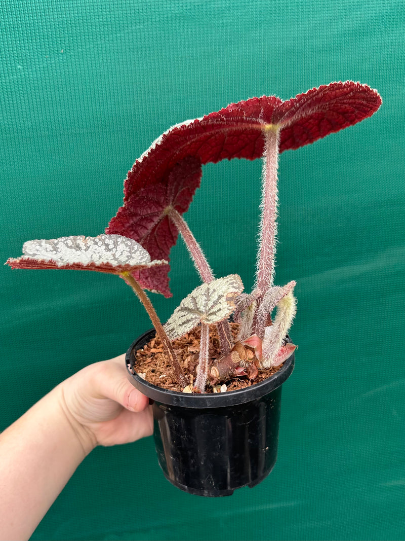 Begonia ‘Polonaise’