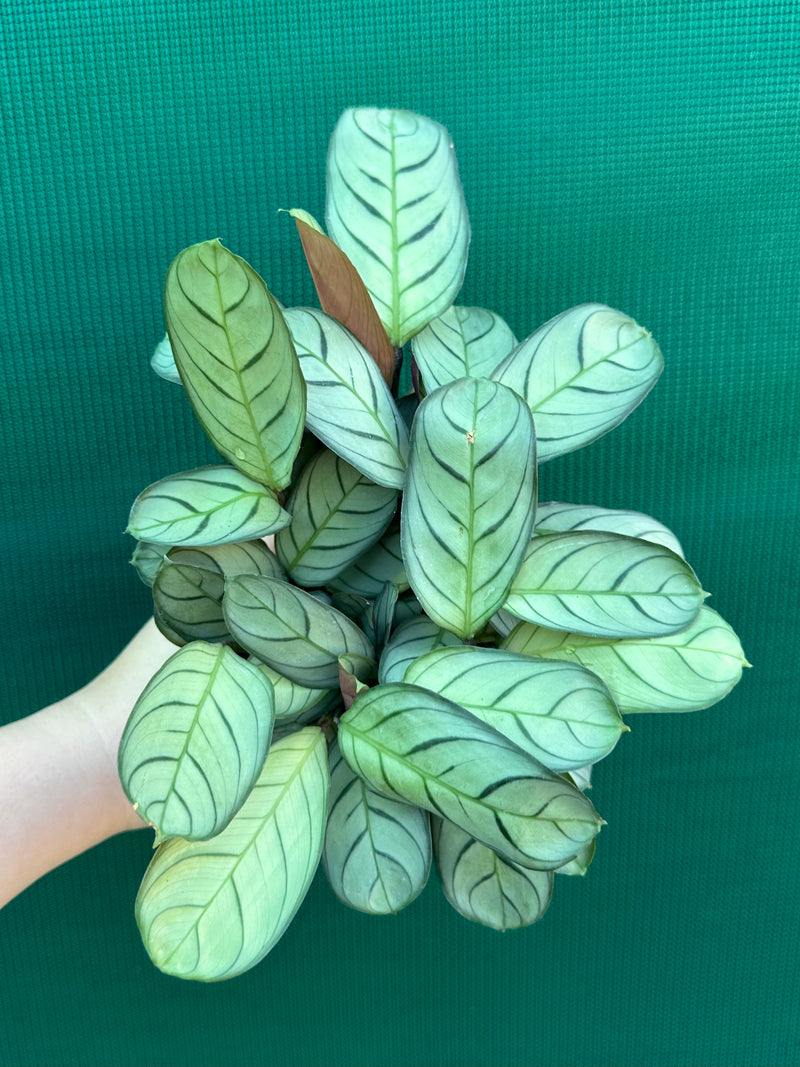 Ctnenanthe ‘Amagris’