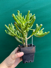 Crassula ovata ‘Skinny Fingers’ NEW