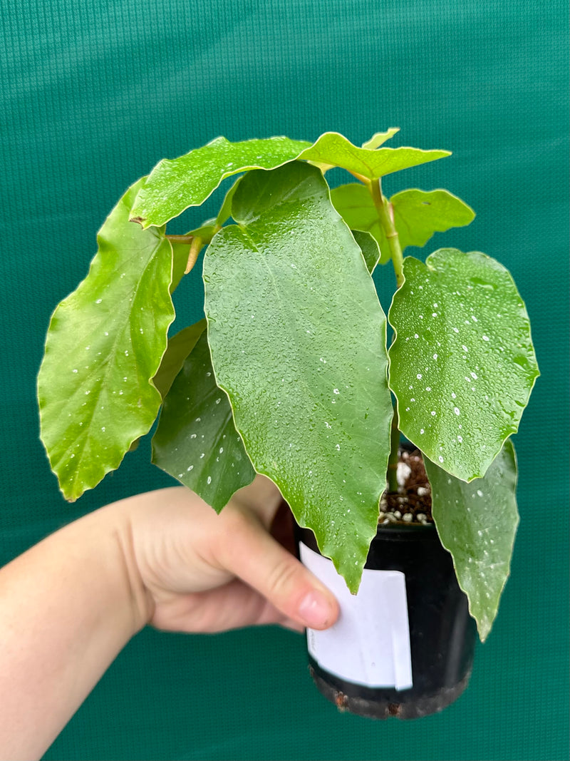 Begonia Angel Wing NOID