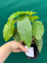 Begonia Angel Wing NOID