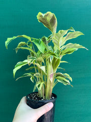 Calathea ‘Thai Beauty’