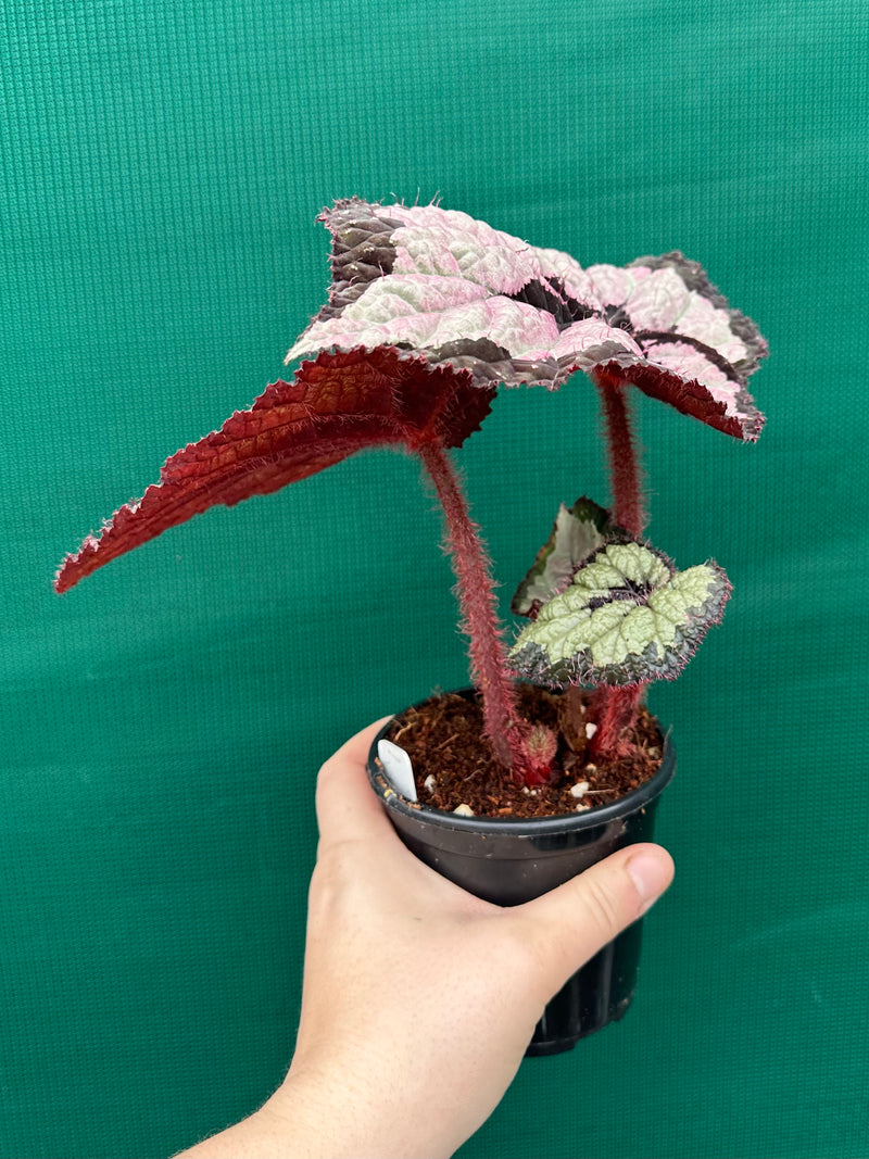 Begonia ‘Lively Ladd’