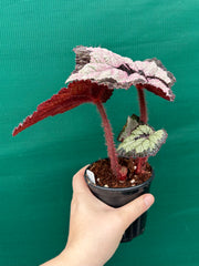 Begonia ‘Lively Ladd’