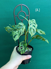 Monstera ‘Adansonii’ Mottled Variegation NEW