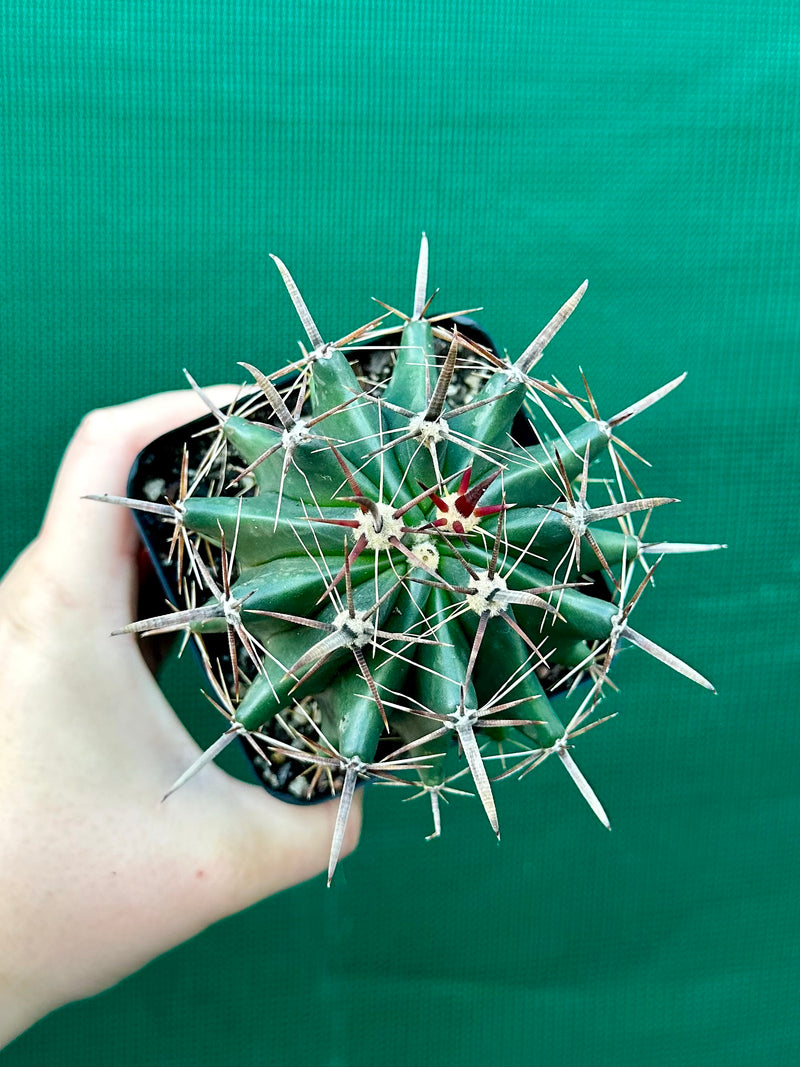 Ferocactus