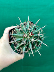 Ferocactus