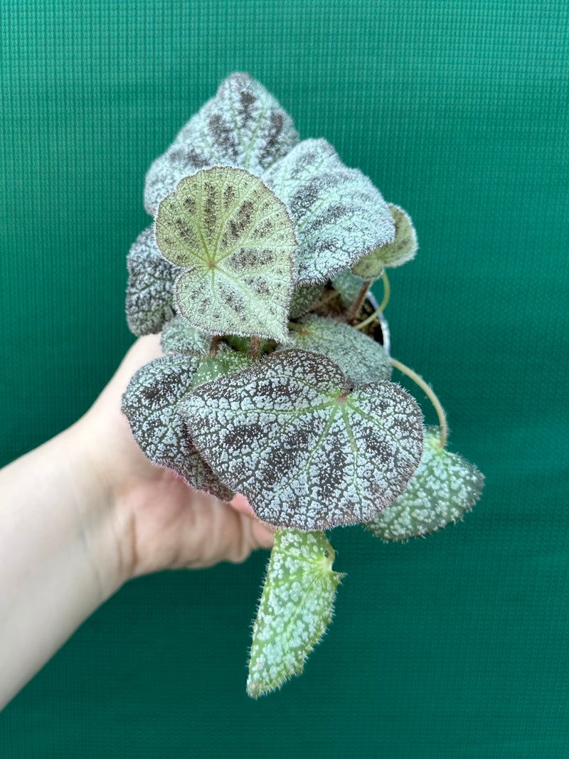 Begonia ningingensis (White Form) NEW