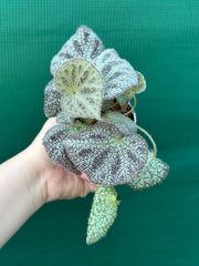 Begonia ningingensis (White Form) NEW