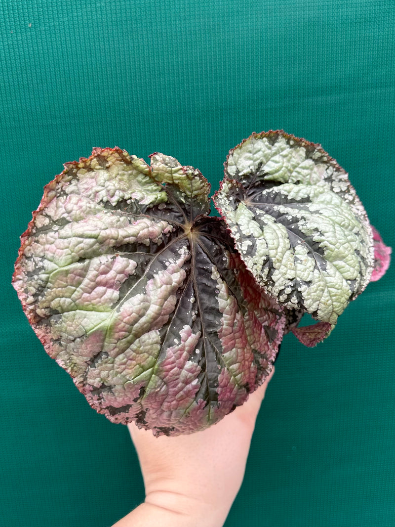 Begonia ‘Logan Beauty’