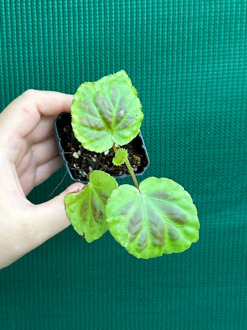 Begonia sumatra dongranensis NEW