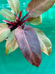 Philodendron ‘Cherry Red’