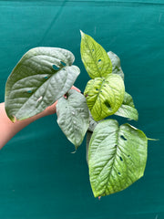 Amydrium ‘Mosaic Silver’