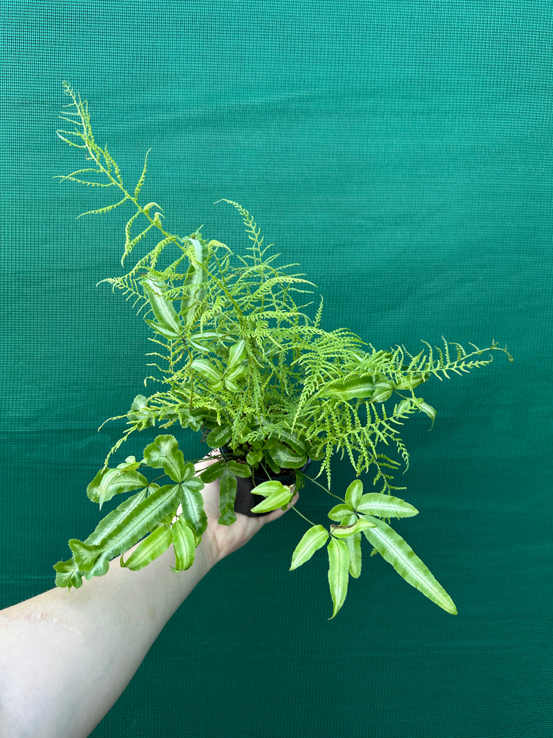 Pteris Fern Unknown 3