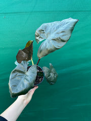 Alocasia ‘Yucatan Princess’