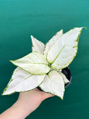 Aglaonema ‘White Valentine’ NEW