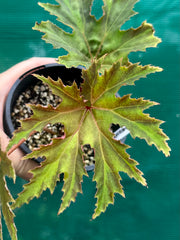 Begonia ‘Wrangler’ NEW