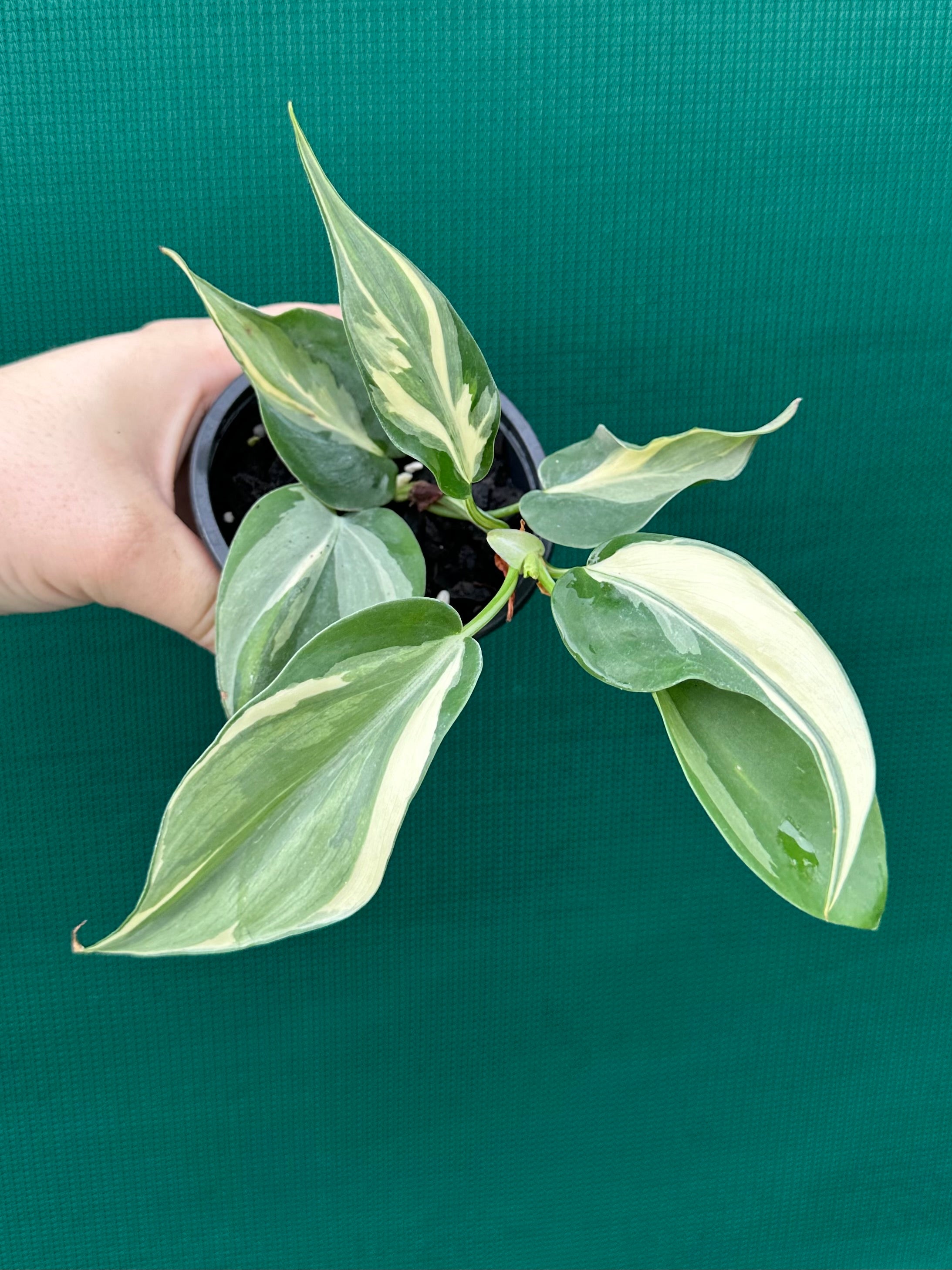 philodendron hederaceum rio Philodendron hederaceum 'Rio'
