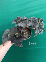 Begonia ‘Cantata’ NEW