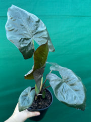 Alocasia ‘Yucatan Princess’