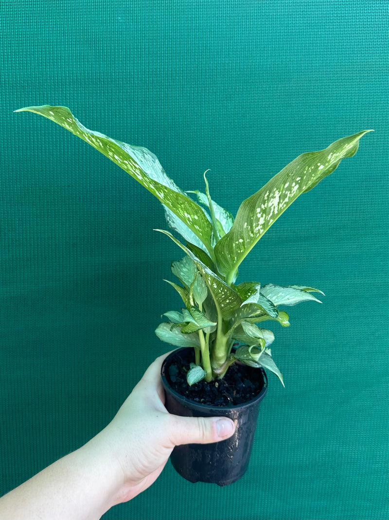 Dieffenbachia ‘Memoria Corsii’