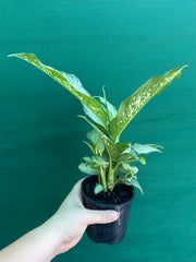 Dieffenbachia ‘Memoria Corsii’