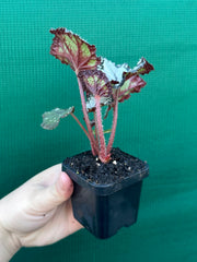 Begonia ‘Dolce Vita’ NEW