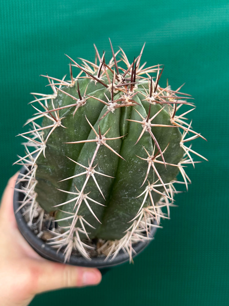 Melocactus Zehntneri NEW