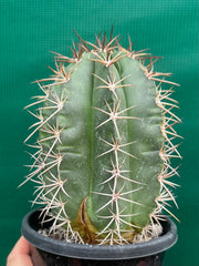Melocactus Zehntneri NEW