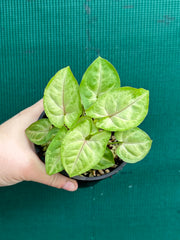 Syngonium 'Golden Allusion'