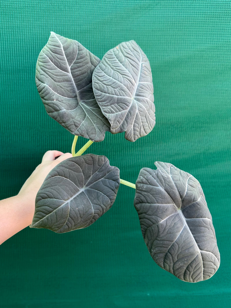 Alocasia ‘Inflos’ NEW